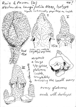 Vorschaubild Nectandra longifolia (Ruiz & Pav.) Nees